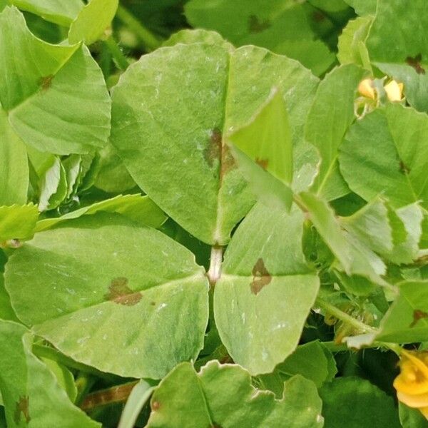 Medicago arabica Blad