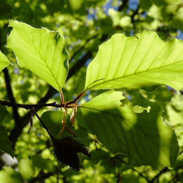 Fagus sylvatica Hoja