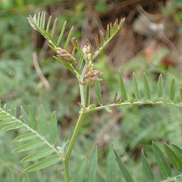 Vicia tenuifolia Habit