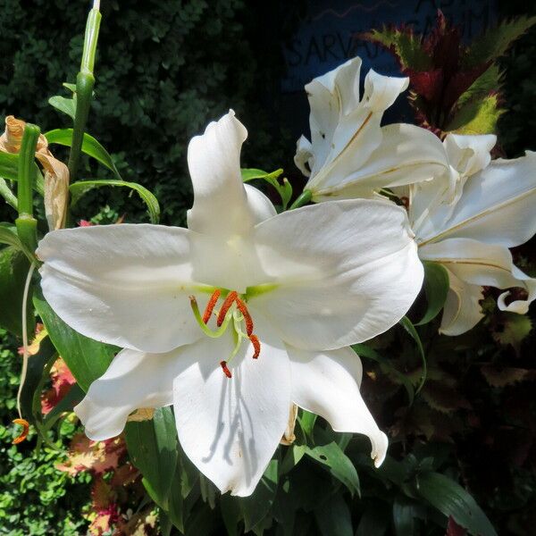 Lilium candidum Цвят