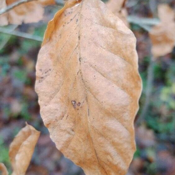 Fagus sylvatica Leaf