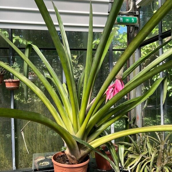 Aechmea mariae-reginae Άλλα