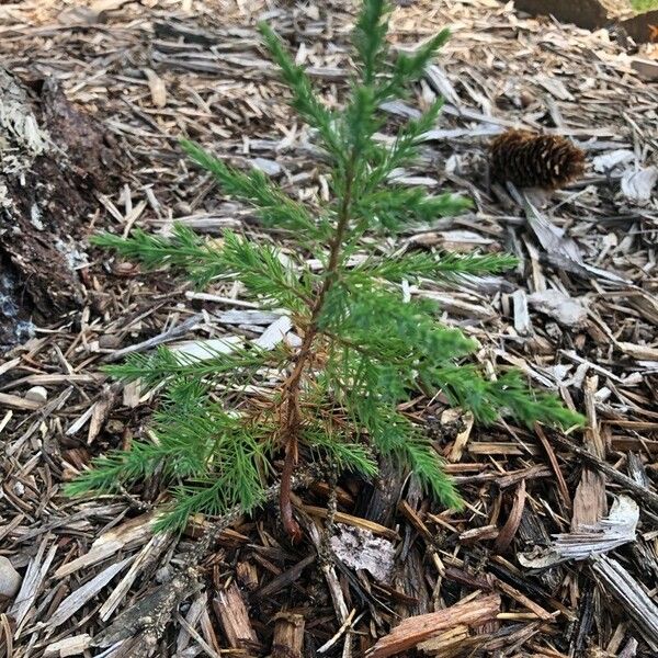 Juniperus virginiana Φύλλο