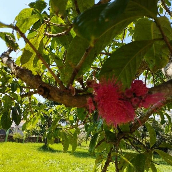 Syzygium malaccense Fulla