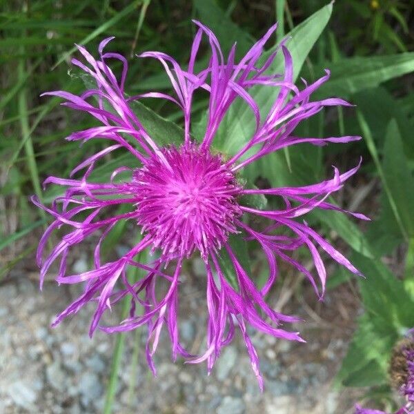 Centaurea nervosa Flower