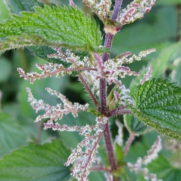 Urtica dioica പുഷ്പം