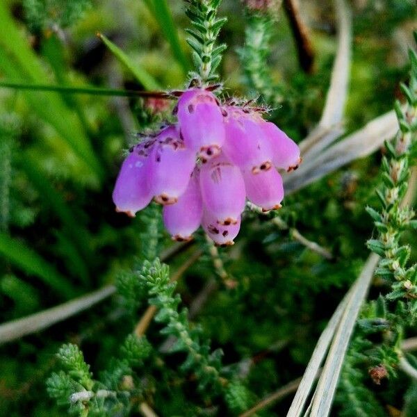 Erica tetralix ফুল