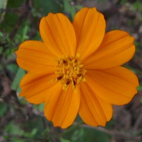 Cosmos sulphureus 花