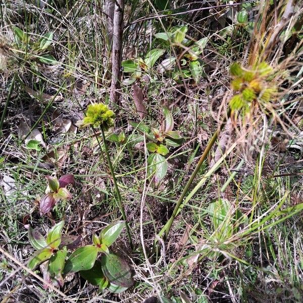 Cyperus haspan Habitus