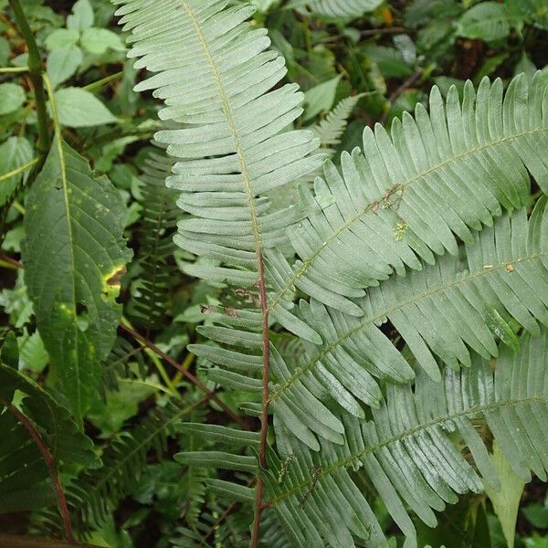 Pteris catoptera Folla