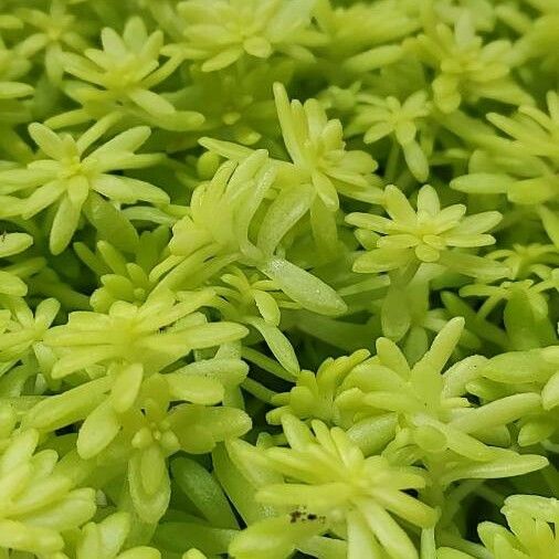 Sedum hispanicum Hostoa