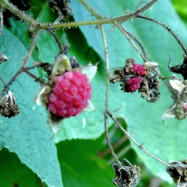 Rubus odoratus Fruit