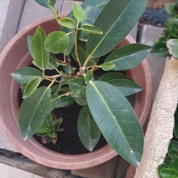 Ficus rubiginosa Fuelha