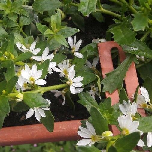 Scaevola plumieri Habitat