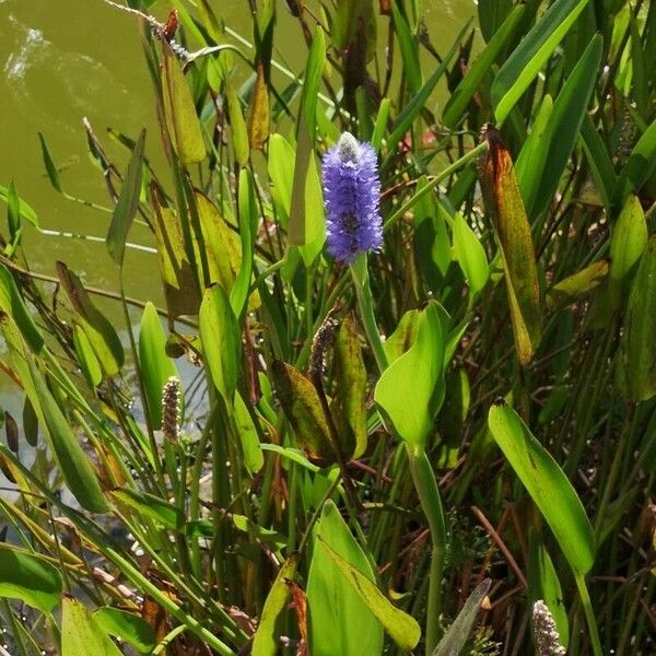 Pontederia cordata 花