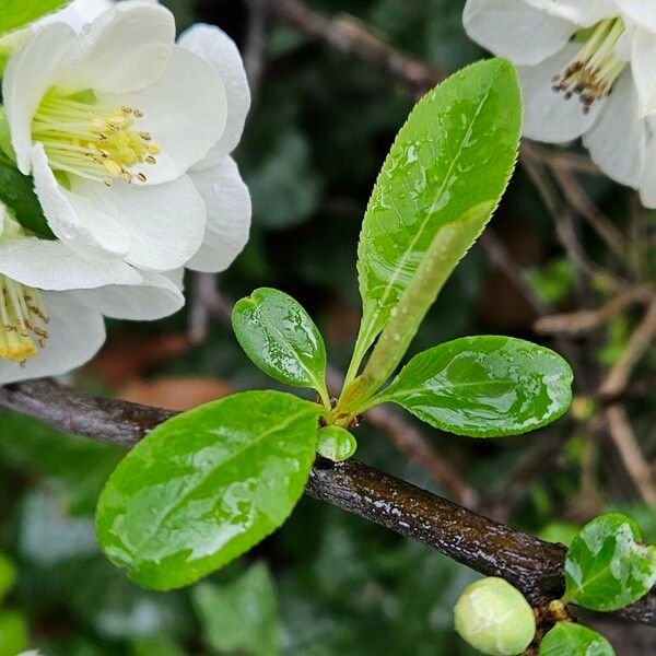 Chaenomeles speciosa ഇല