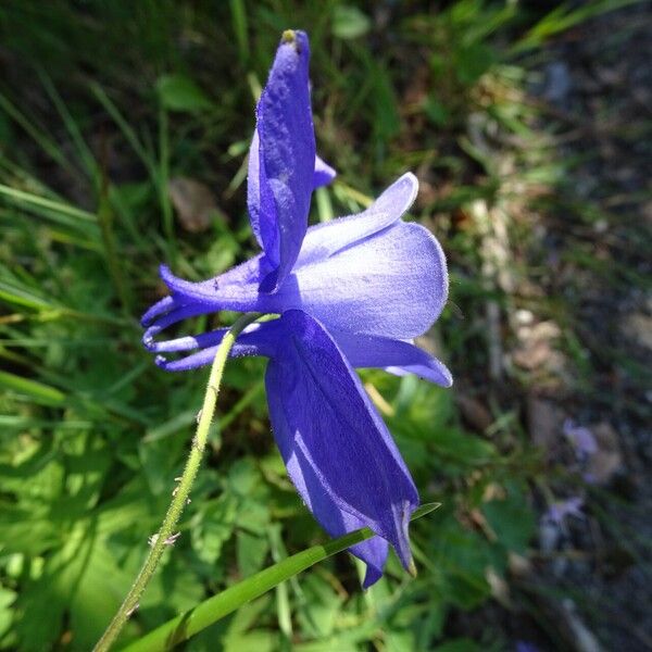 Aquilegia pyrenaica ফুল