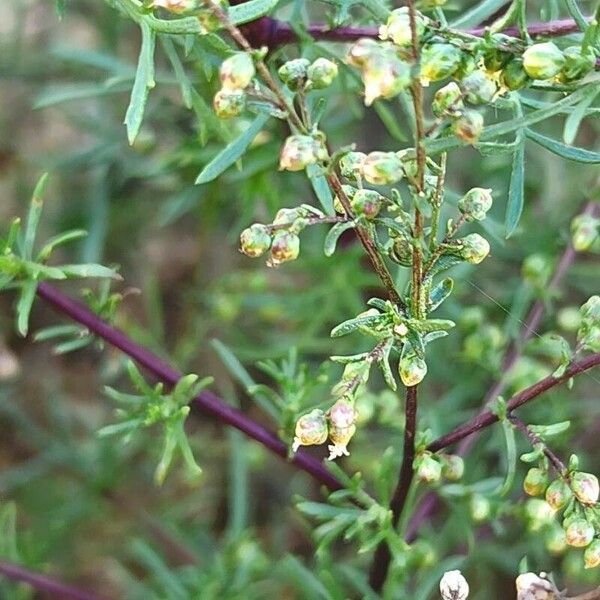 Artemisia scoparia फूल