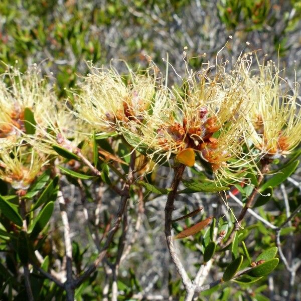 Melaleuca brevisepala Hábito