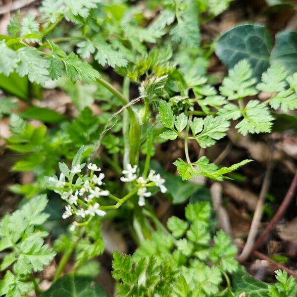 Anthriscus cerefolium Blad