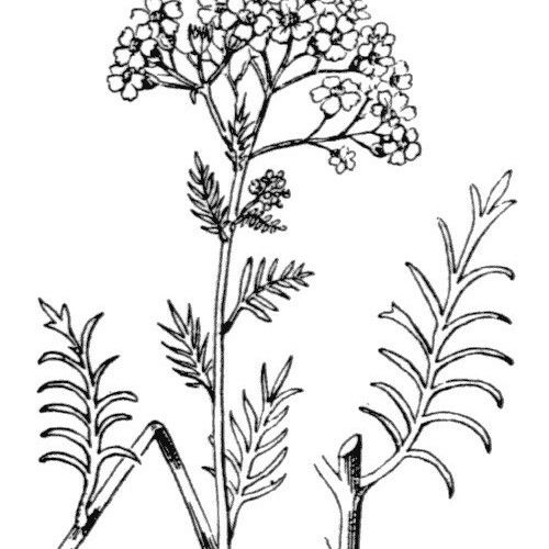 Achillea chamaemelifolia Other