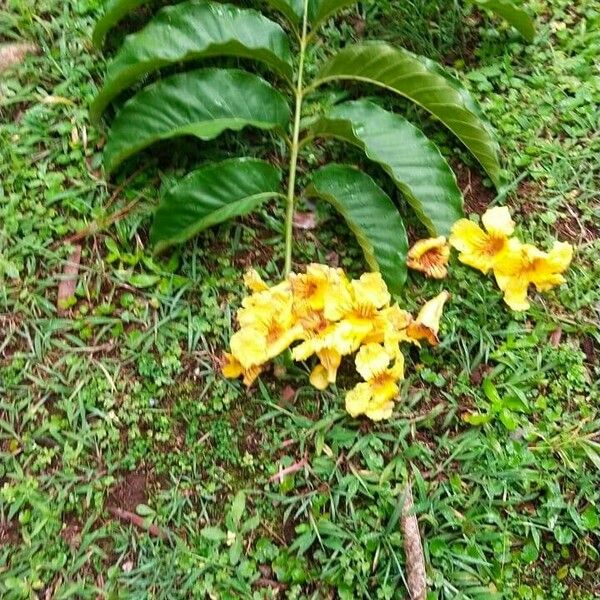 Markhamia lutea Bloem