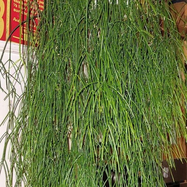 Rhipsalis baccifera Leht