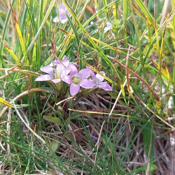 Gentianella ramosa Hàbitat