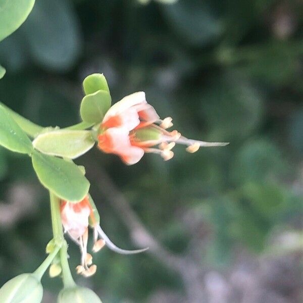 Zygophyllum fabago Flor