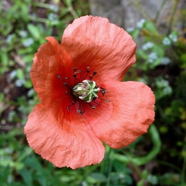 Papaver dubium Flor