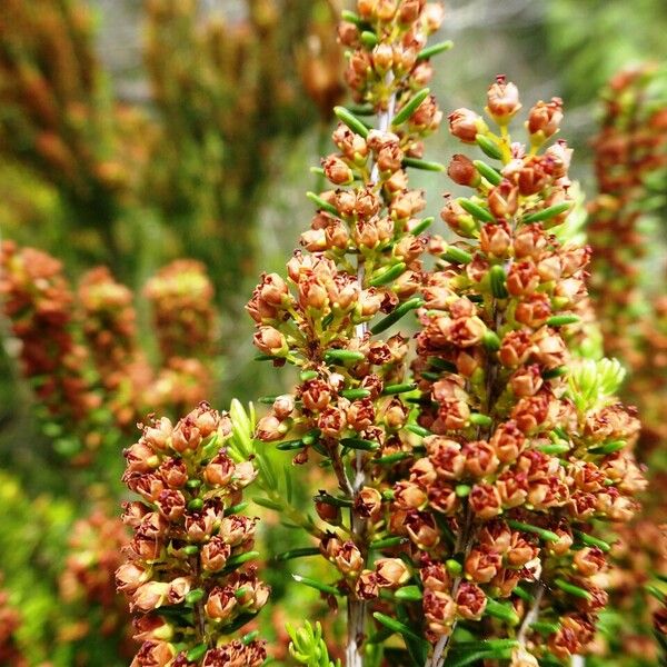 Erica scoparia Flor