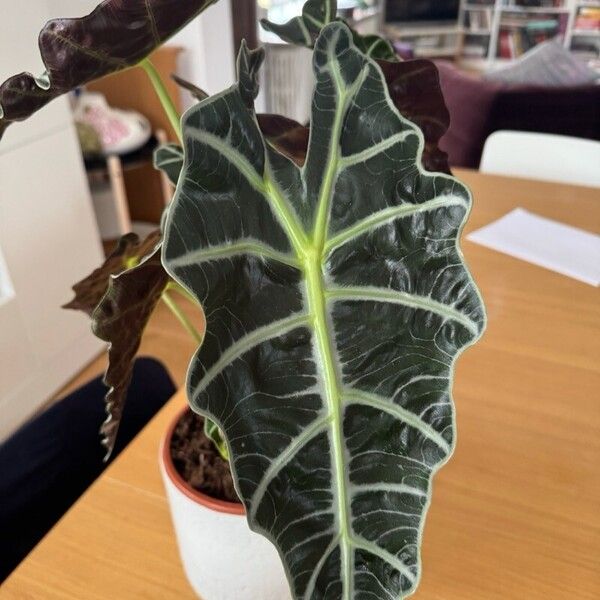 Alocasia sanderiana 葉