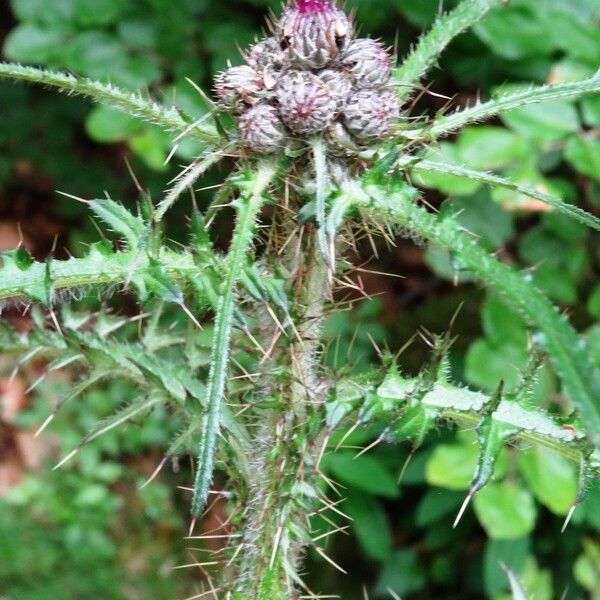 Cirsium palustre Flower