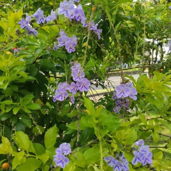 Duranta erecta Blüte