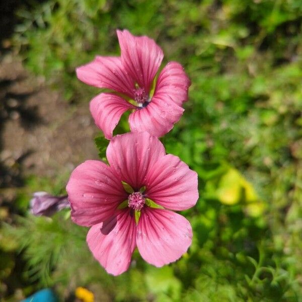 Malope trifida Kwiat