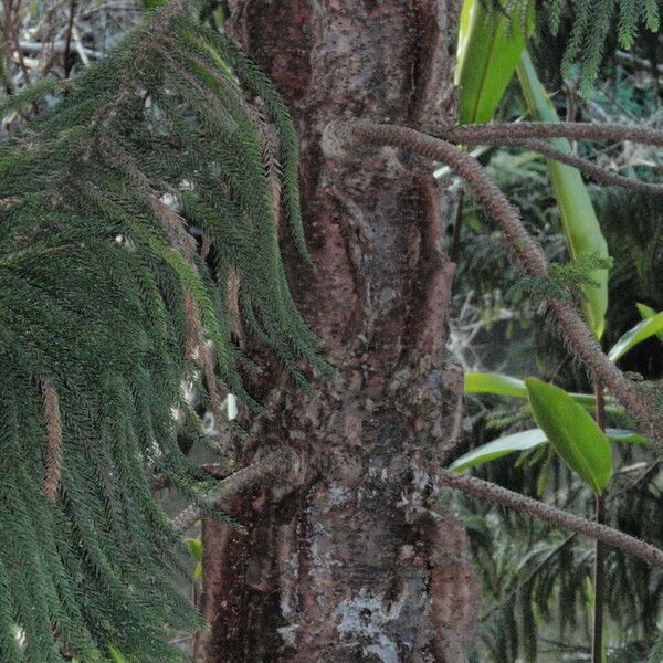 Araucaria columnaris Φλοιός