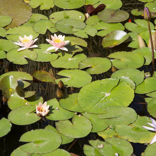 Nymphaea nouchali Flower