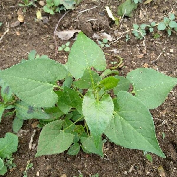 Ipomoea lacunosa Blatt