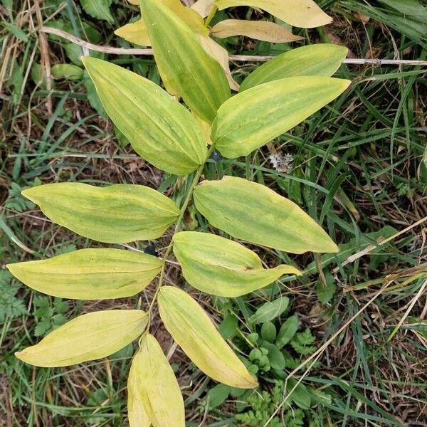 Polygonatum biflorum Blatt