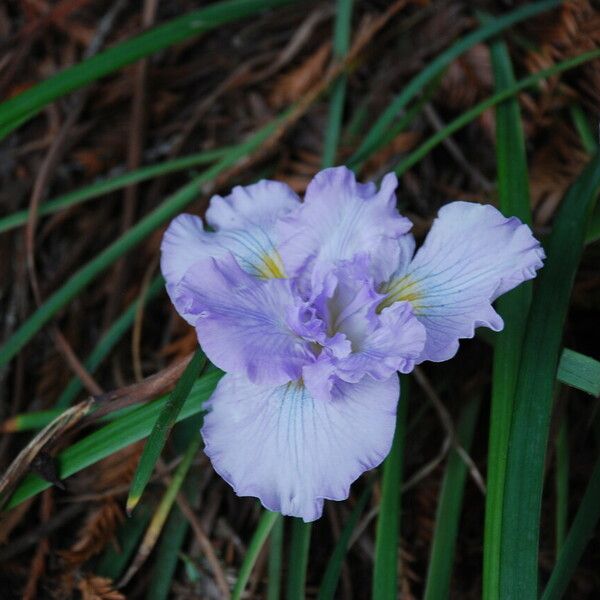 Iris douglasiana Flower