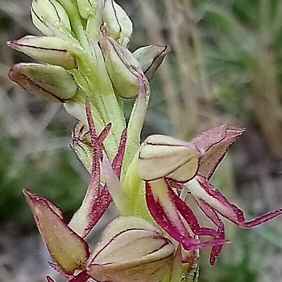 Orchis anthropophora Habit