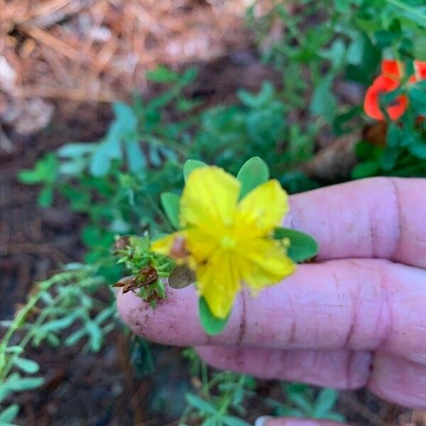 Hypericum sphaerocarpum Fiore