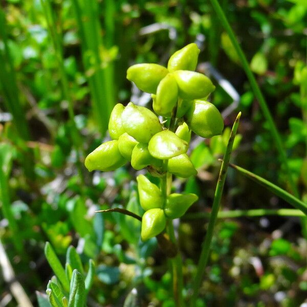 Scheuchzeria palustris फल