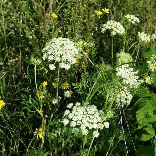 Ammi majus Hábito