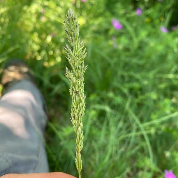 Koeleria macrantha Blüte