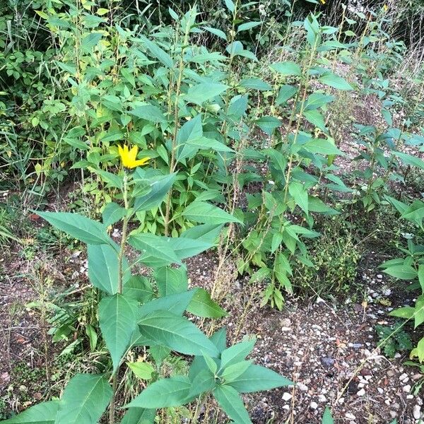 Helianthus tuberosus Feuille