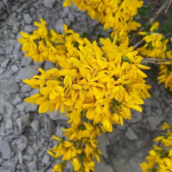 Genista scorpius Fiore