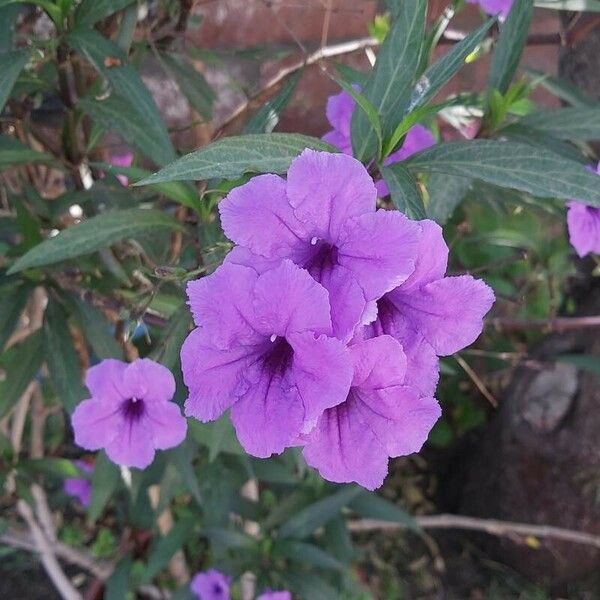 Ruellia simplex Fleur