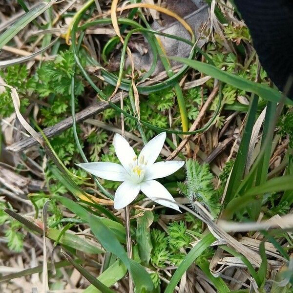 Ornithogalum exscapum Kvet