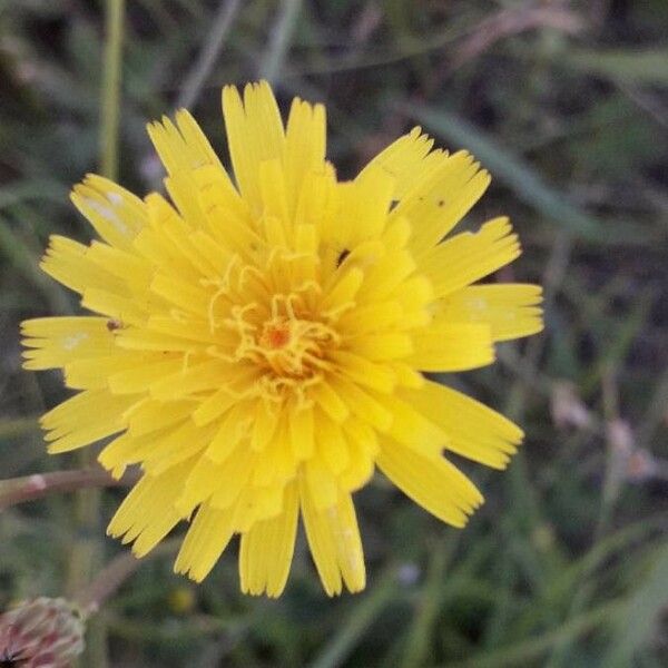 Sonchus tenerrimus Blüte